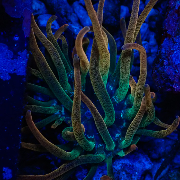 Entacmaea MC Quadricolor Sunburst