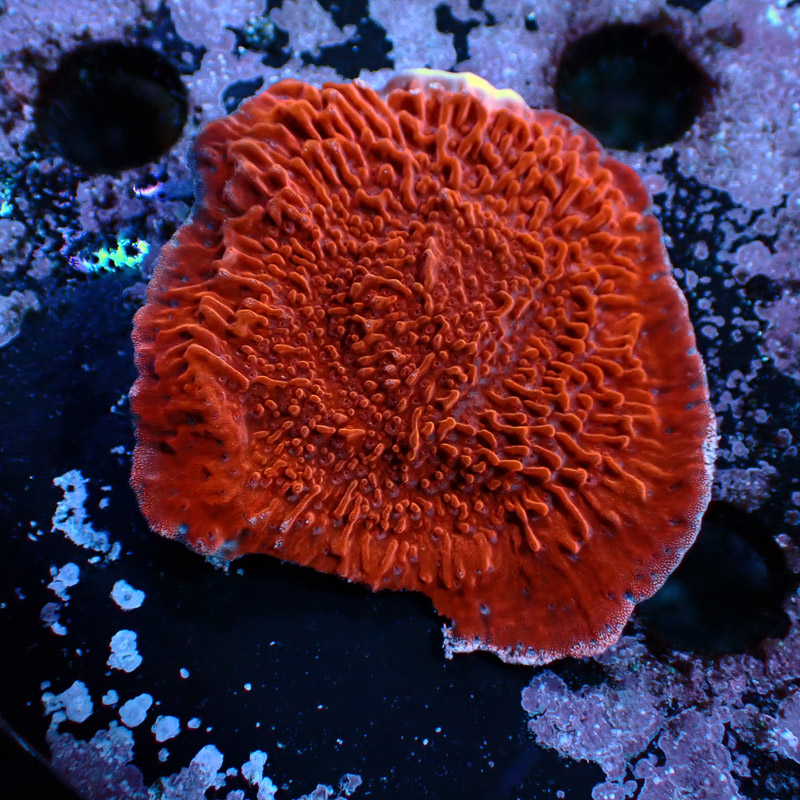 Montipora Rot Frag 09