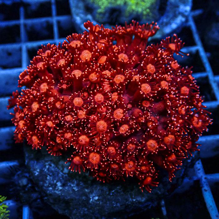 Goniopora Flaming Red