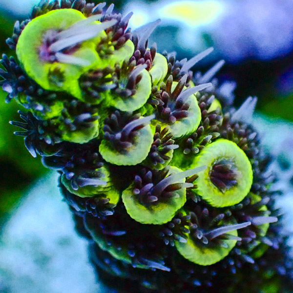 Acropora Hellgrün/Violett/Weiß