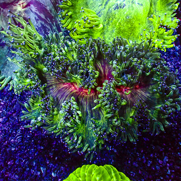 Catalaphyllia MC Venom Galaxy