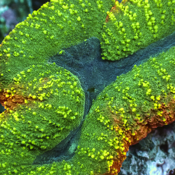 Lobophyllia MC Bicolor Toxic Halo Frag 02