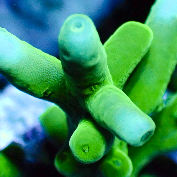 Acropora Echinata Grün/Türkis