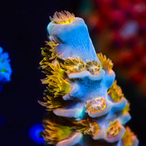 Acropora MC Vanilla Marmalade Crumble
