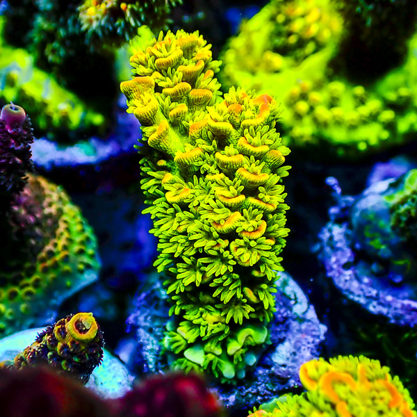 Acropora Tenuis Gelb/Grün/Orange