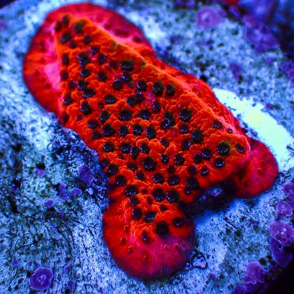 Montipora MC Mystic Sunset