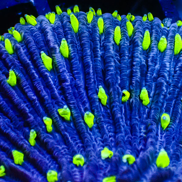 Fungia MC Blue Matrix