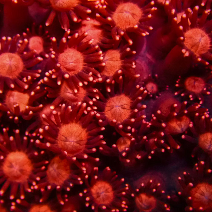 Goniopora Flaming Red