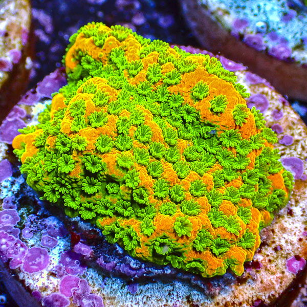 Montipora JF Sweet Tooth