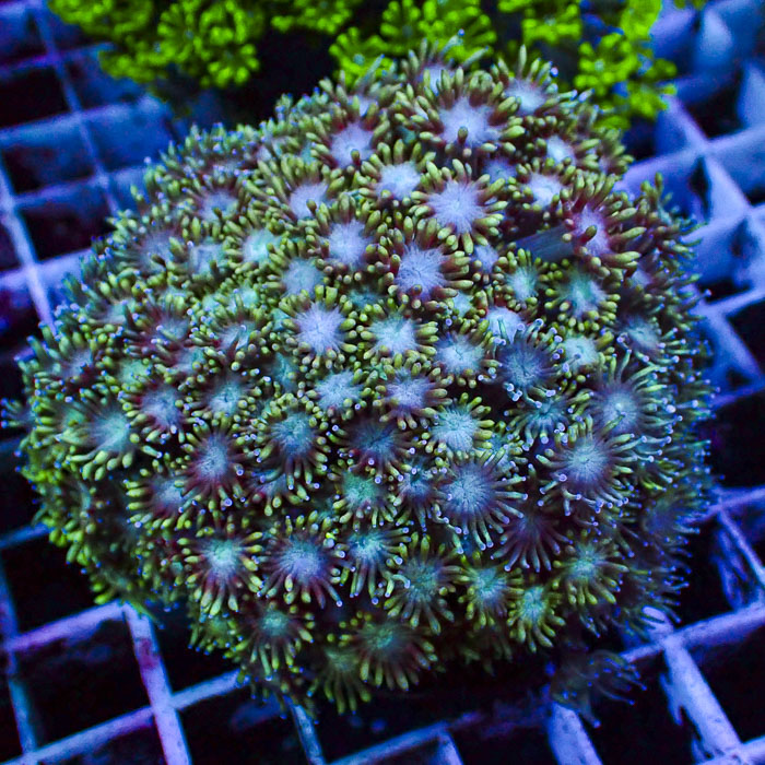 Goniopora Emerald Sunrise