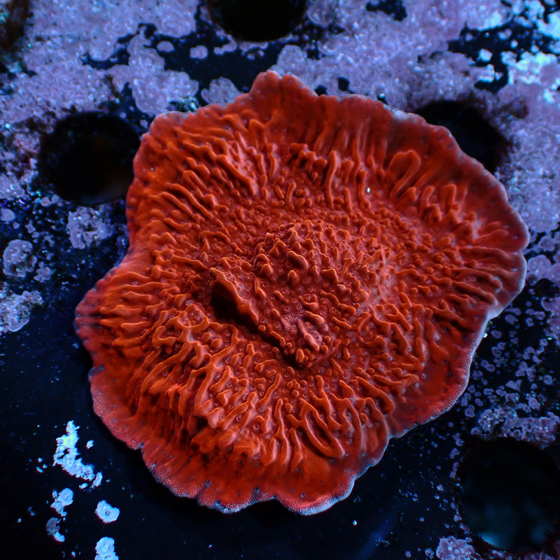 Montipora Rot Frag 01