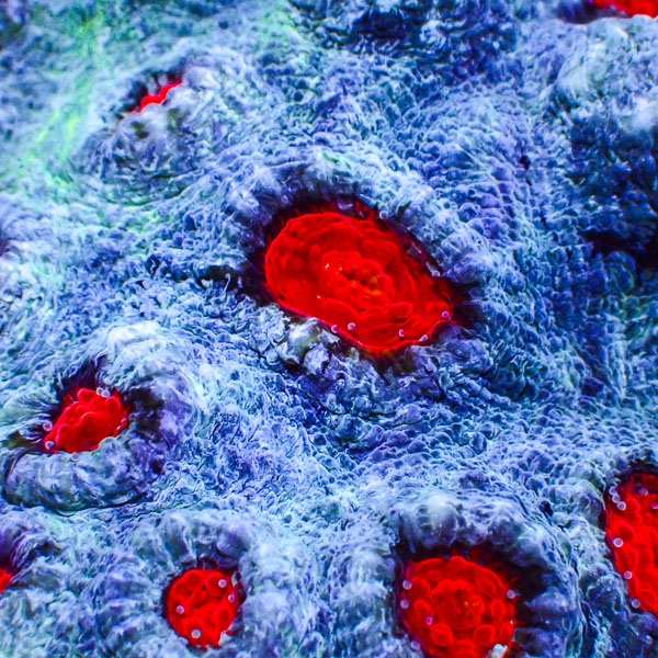 Chalice MC Deep Sea Red Rim