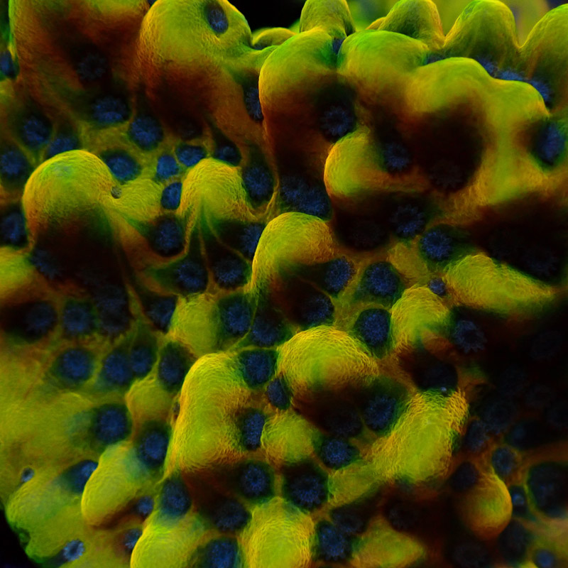 Montipora Crazy T. Frag 15