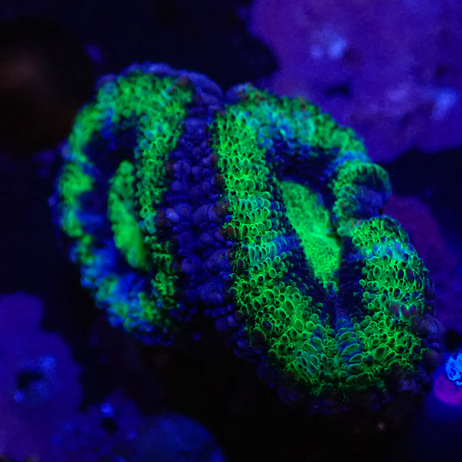 Acanthastrea lordhowensis DNZ Frag 03