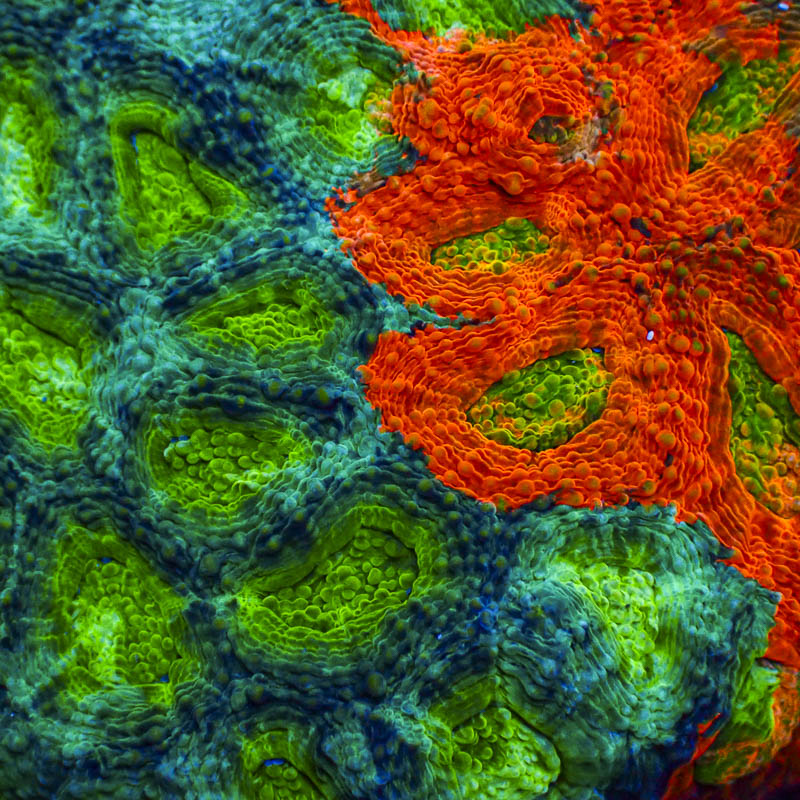 Acanthastrea Echinata Crafted