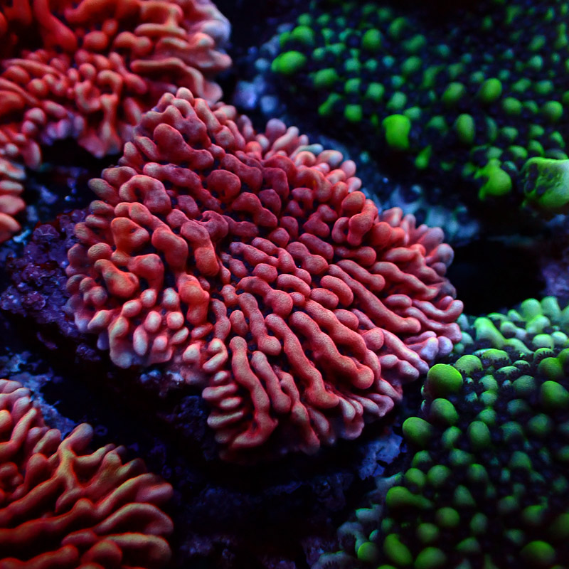 Montipora Mean Streak Frag 29