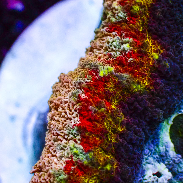 Lobophyllia MC Hyper Spectrum Frag 01