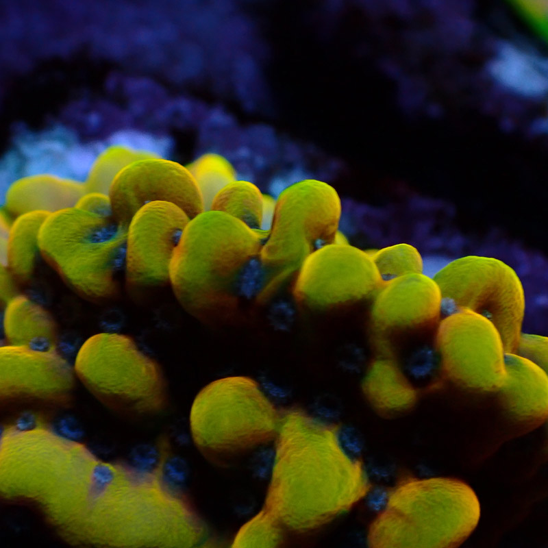 Montipora Crazy T. Frag 17