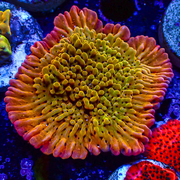 Montipora MC Flaming Phoenix