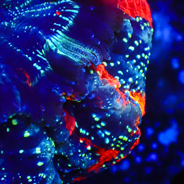 Acanthophyllia Starlight Tiger