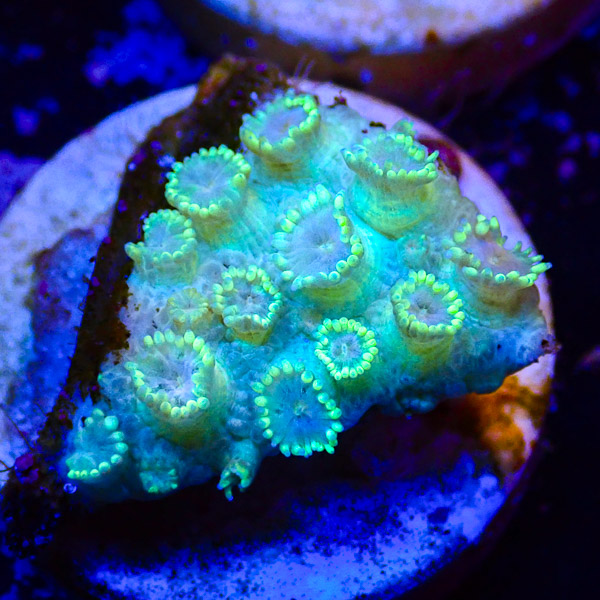 Goniopora MC Ghost Green NZ