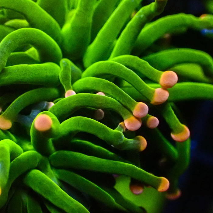 Euphyllia Glabrescens Pineapple Torch Ultra