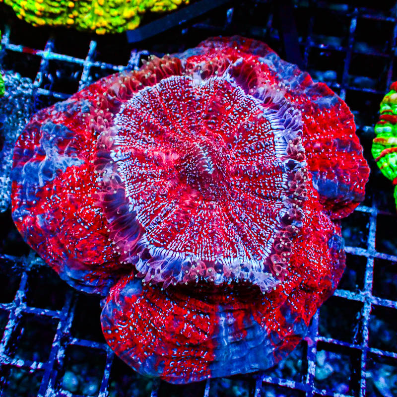 Acanthophyllia MC Spiderman