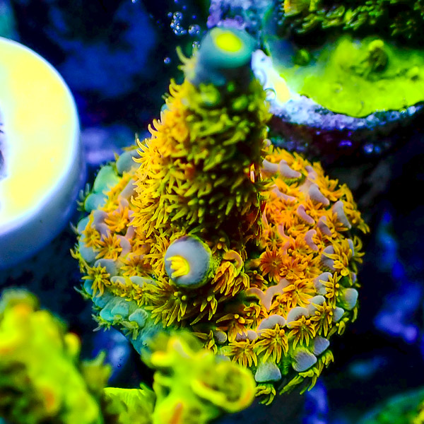 Acropora WWC Walt Disney