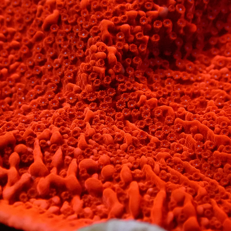 Montipora Rot Frag 12