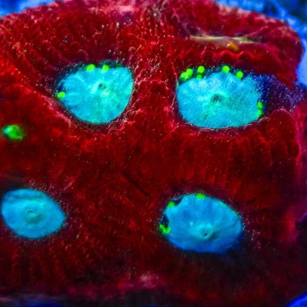 Acanthastrea MC Venom Eyes NZ
