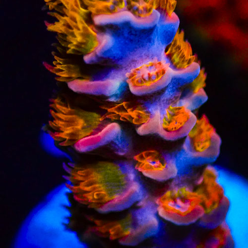 Acropora MC Vanilla Marmalade Crumble