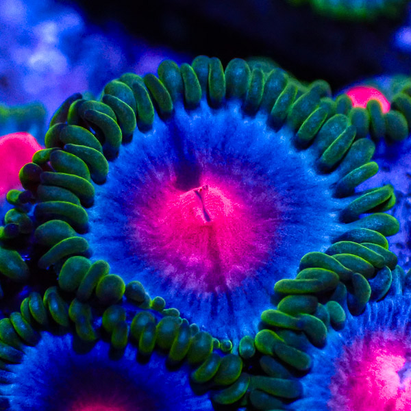 Zoanthus MC Miami Vice