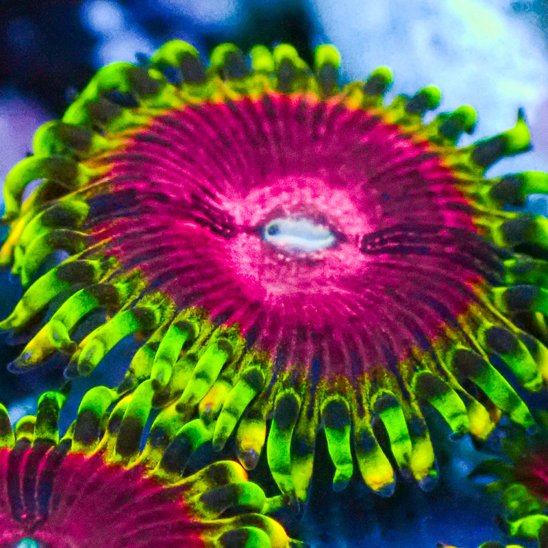 Zoanthus MC Pink Diamond