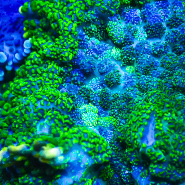 Rhodactis MC Green Serenity