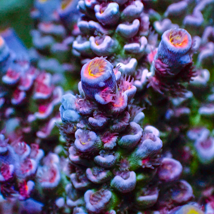 Acropora Rainbow