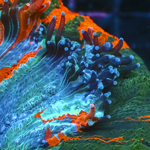 Acanthophyllia