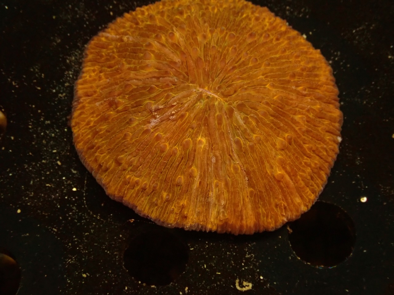 Fungia Orange