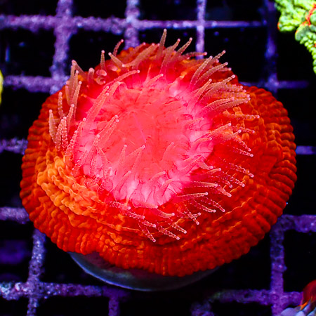 Cynarina MC Molten Sunburst