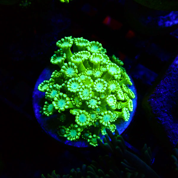 Alveopora MC Cactus Flower NZ CTO
