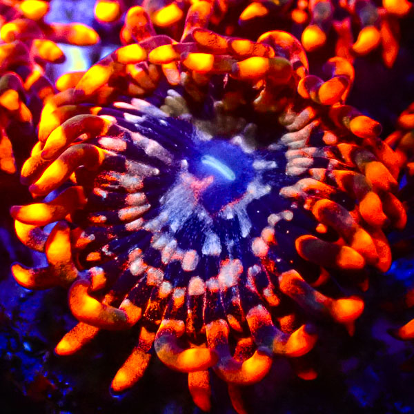 Zoanthus MC Utter Chaos