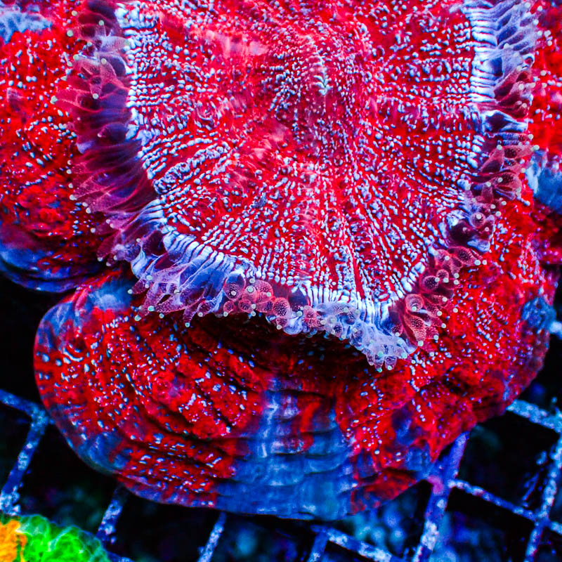 Acanthophyllia MC Spiderman