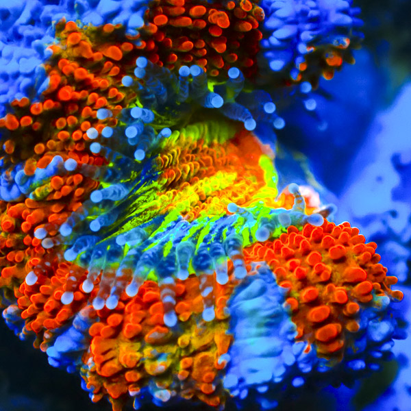 Cotton Candy Acan
