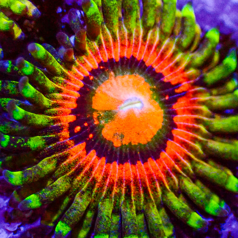 Zoanthus MC Rainbow Incinerator