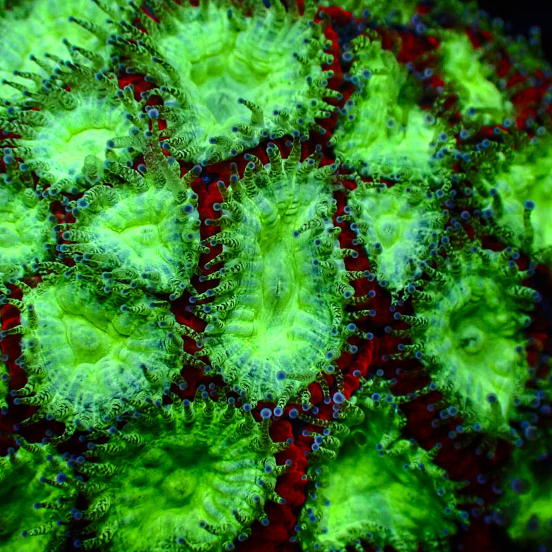 Goniastrea Rot – Giftgrüne Polypen – Neon LPS-Koralle