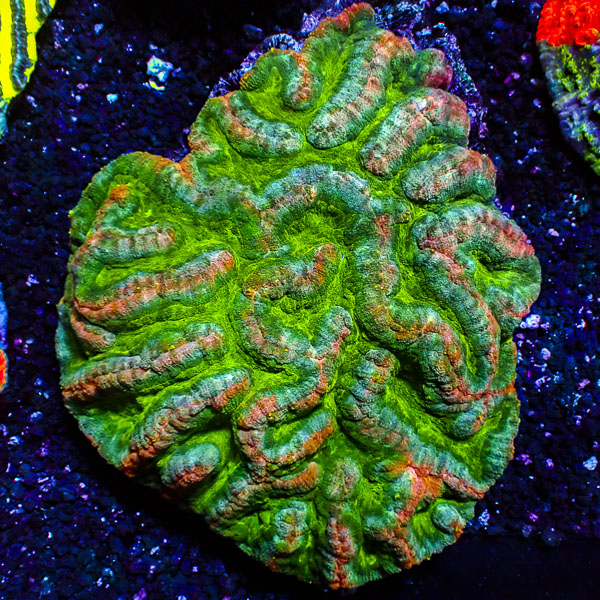 Symphyllia MC Green Canyon