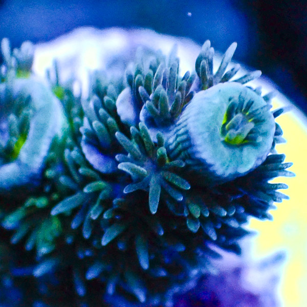 Acropora Tenuis Blau/Grün