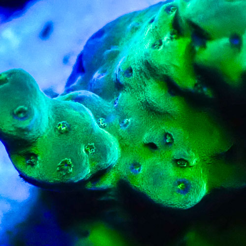 Acropora MC Alien Green