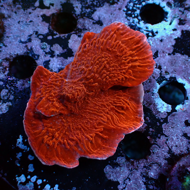 Montipora Rot Frag 05