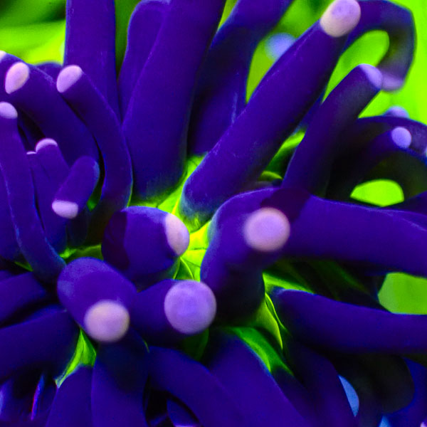 Euphyllia Joker Torch Pink Tip NZ