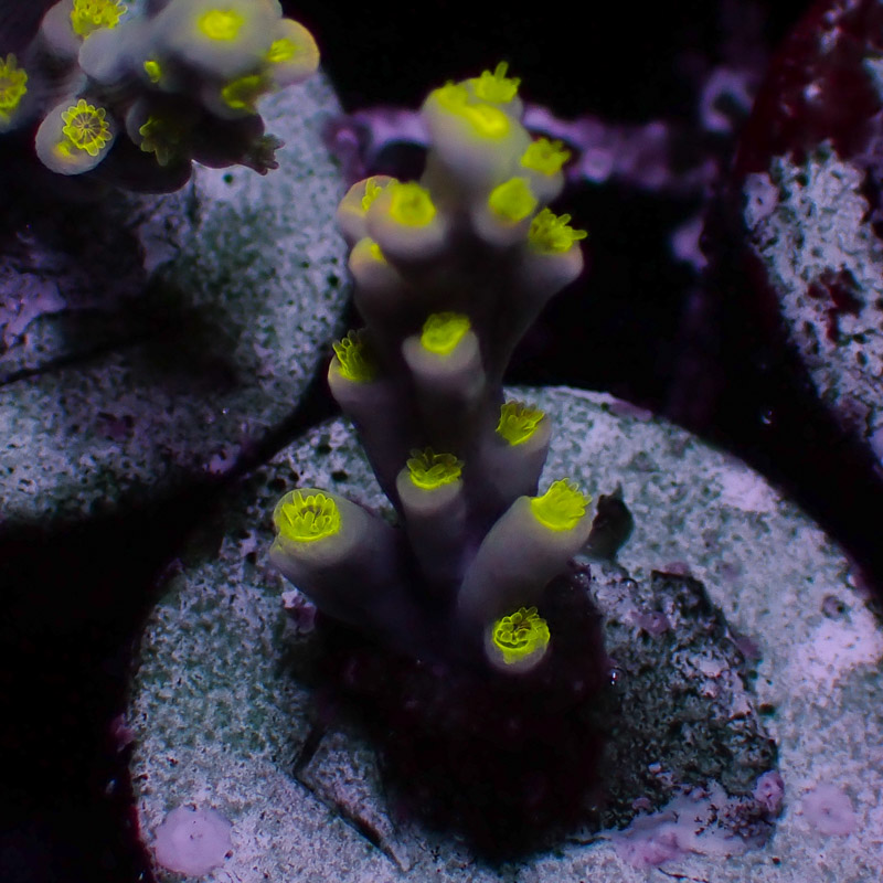 Speciosa Flaming Sunrise Frag 03